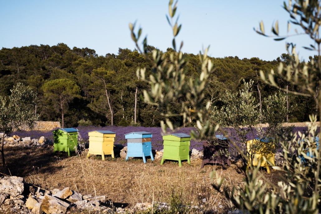 Les ruches dans le domaine La Martinette